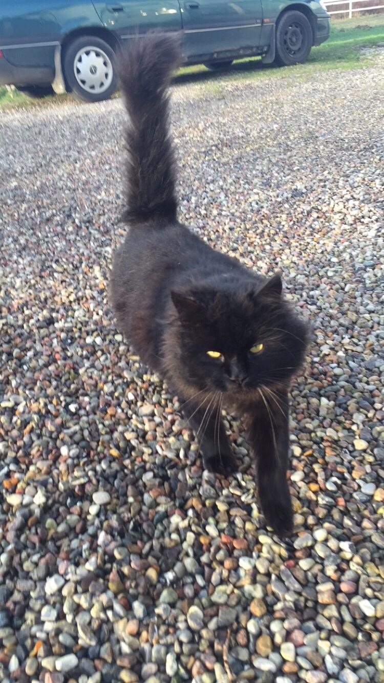 Blanding af racer Sorte billede 3