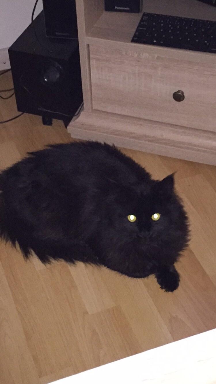 Blanding af racer Sorte billede 4