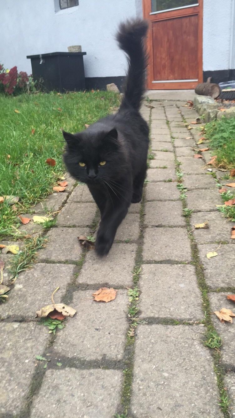 Blanding af racer Sorte billede 5