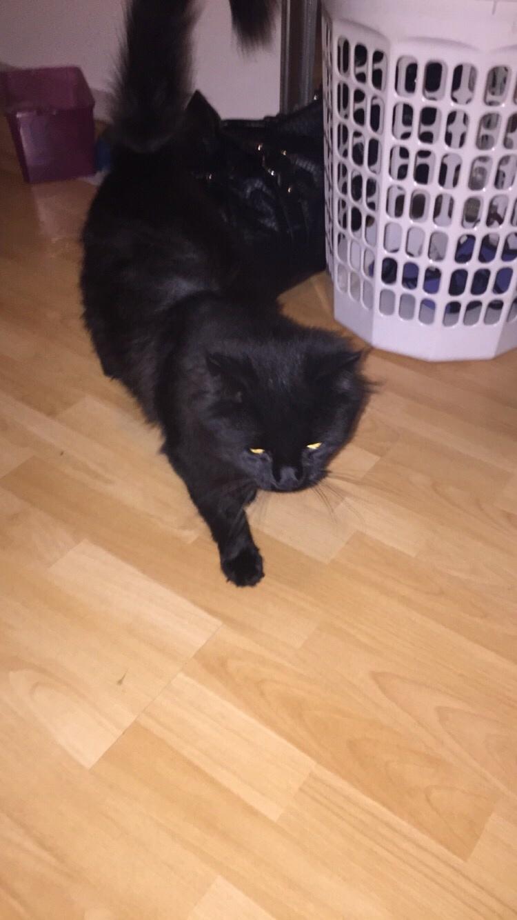 Blanding af racer Sorte billede 7