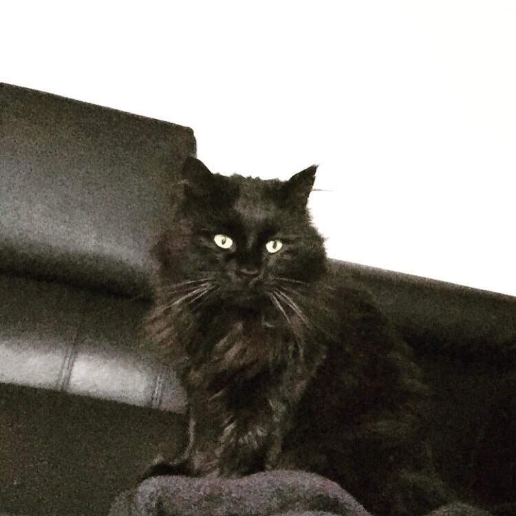 Blanding af racer Sorte billede 8