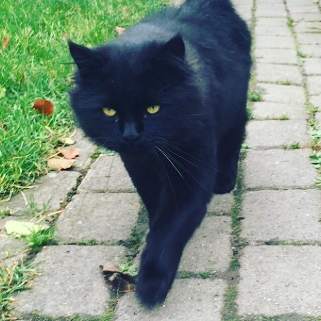 Blanding af racer Sorte billede 10