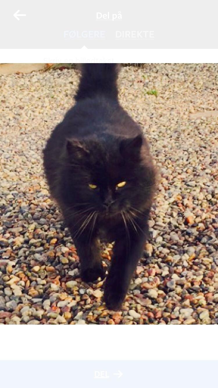 Blanding af racer Sorte billede 9