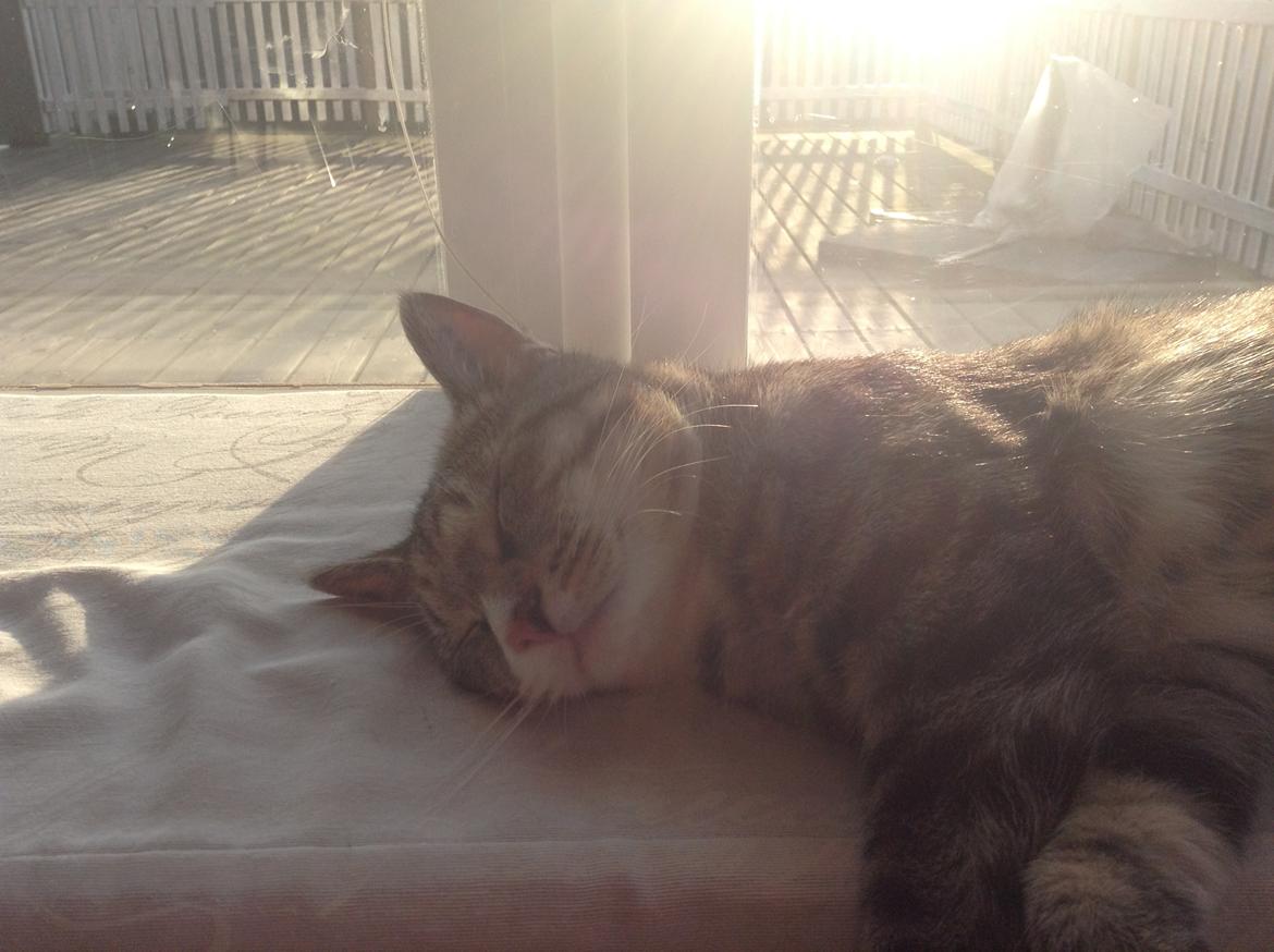 Huskat Simba billede 2