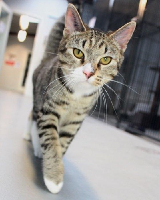 Huskat Simba billede 3