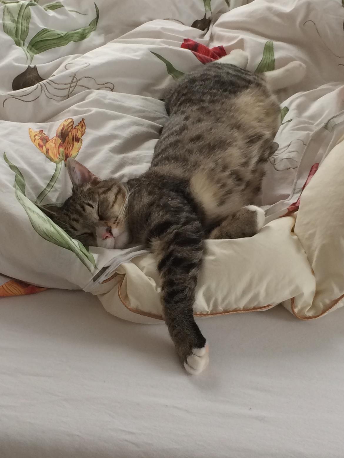 Huskat Simba billede 4