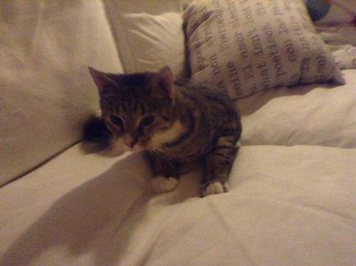 Huskat Simba billede 5