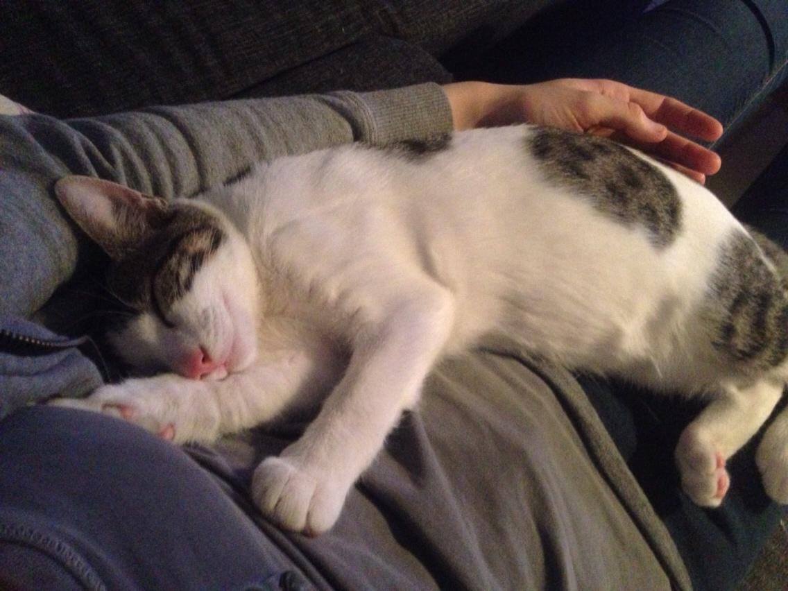 Huskat Baloo billede 13