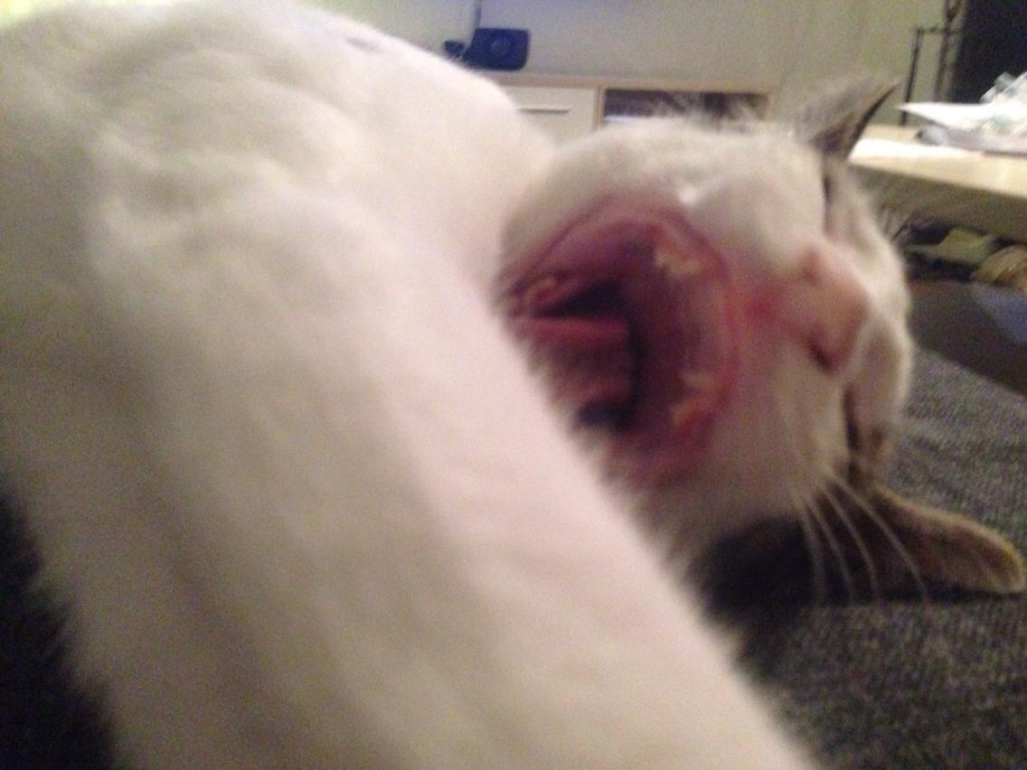 Huskat Baloo billede 15