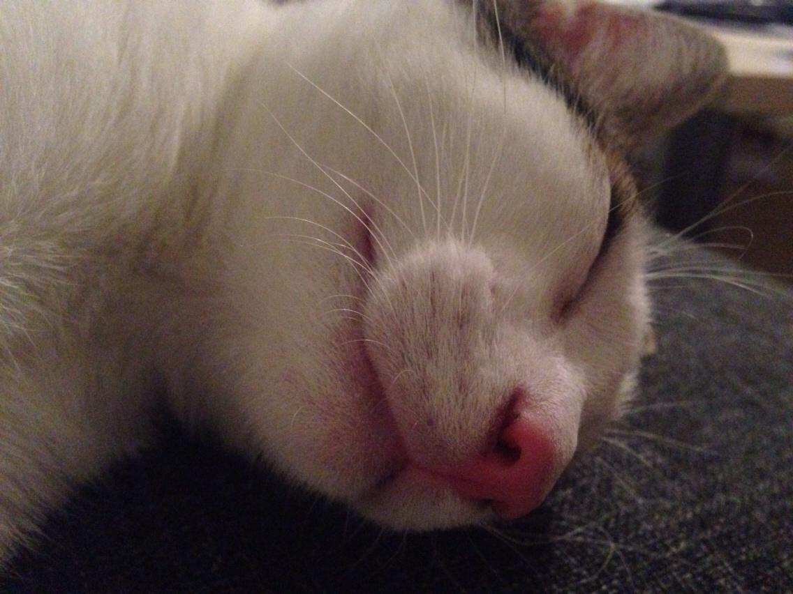 Huskat Baloo billede 16