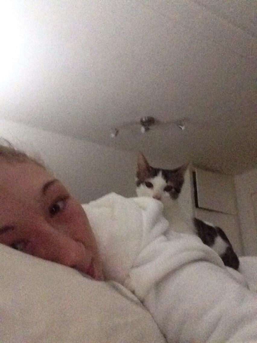 Huskat Baloo billede 14