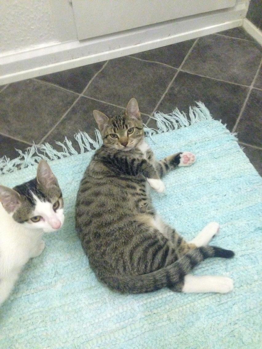 Huskat Tiger billede 12