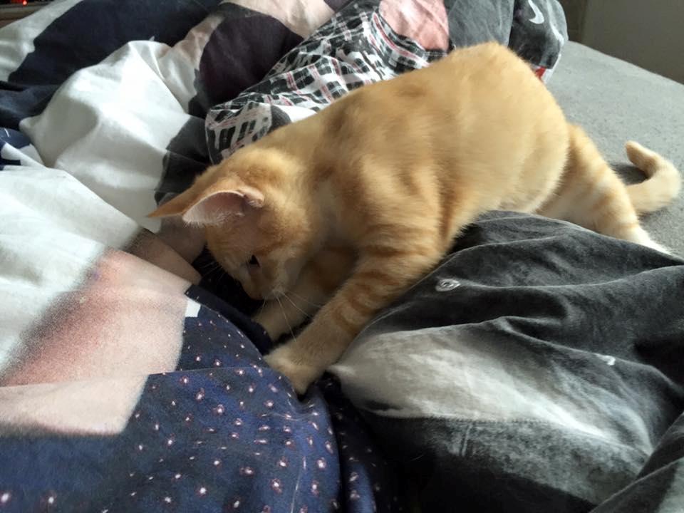 Huskat Mac billede 2