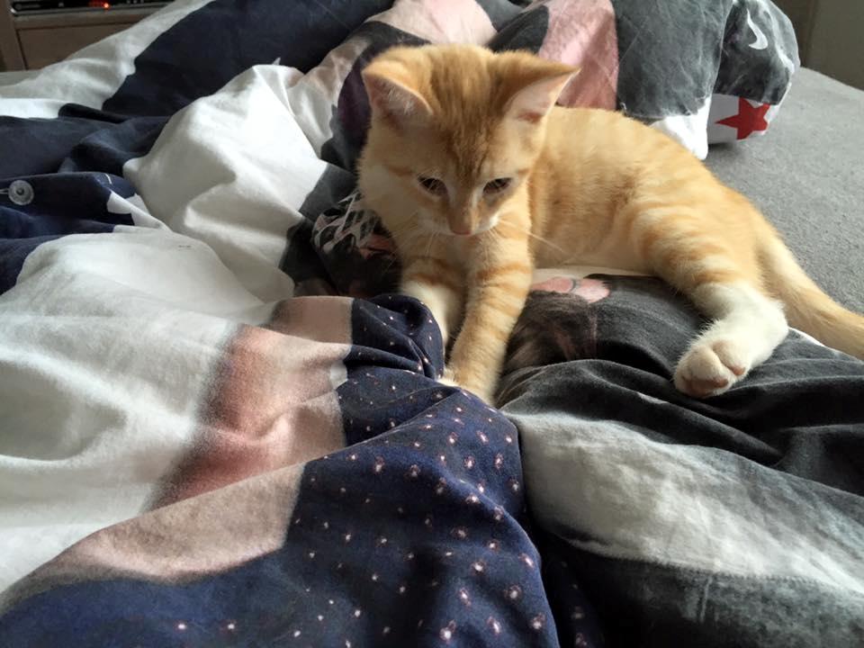 Huskat Mac billede 4