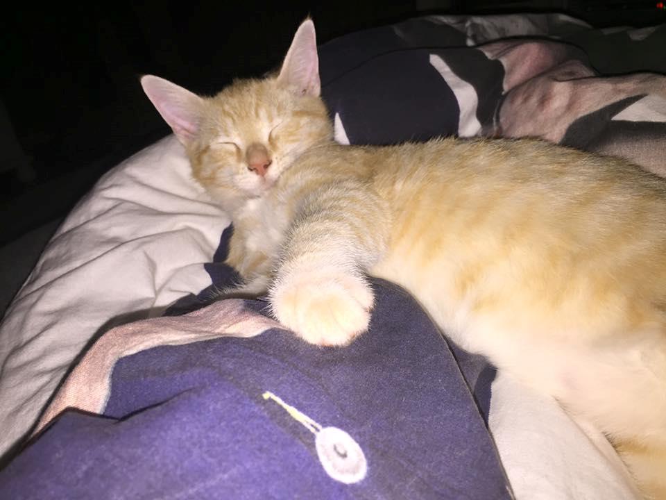 Huskat Mac billede 5