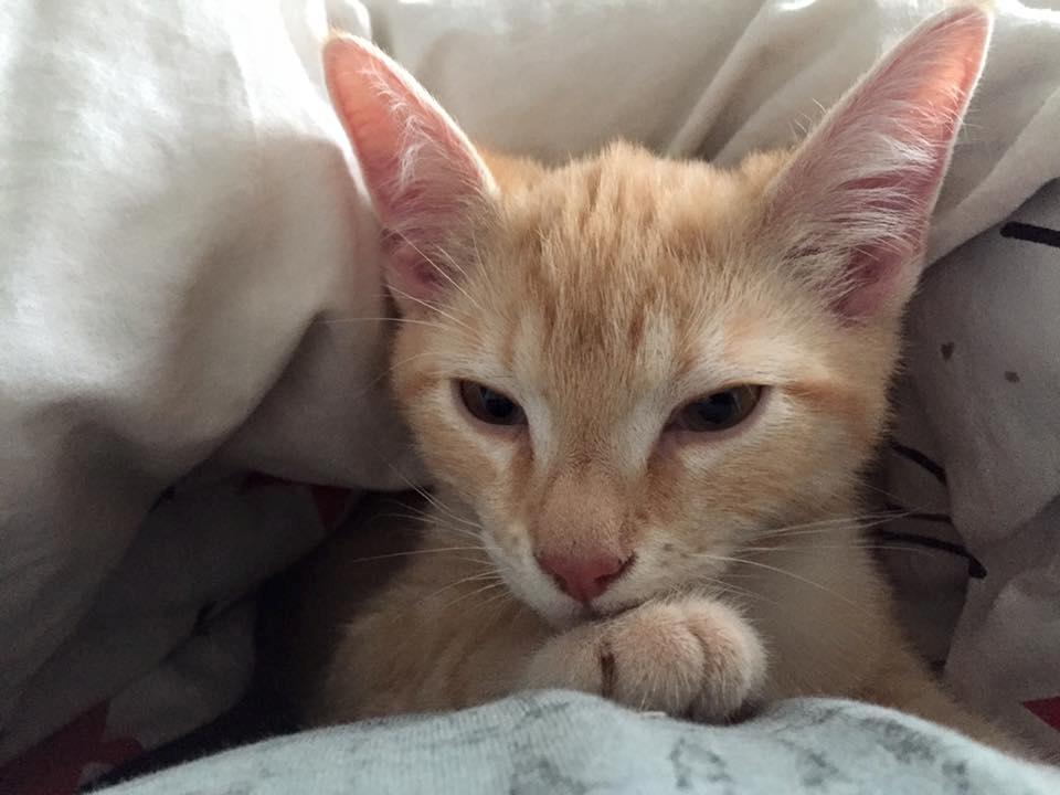 Huskat Mac billede 6