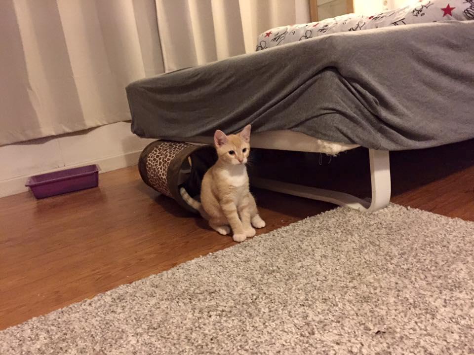 Huskat Mac billede 7