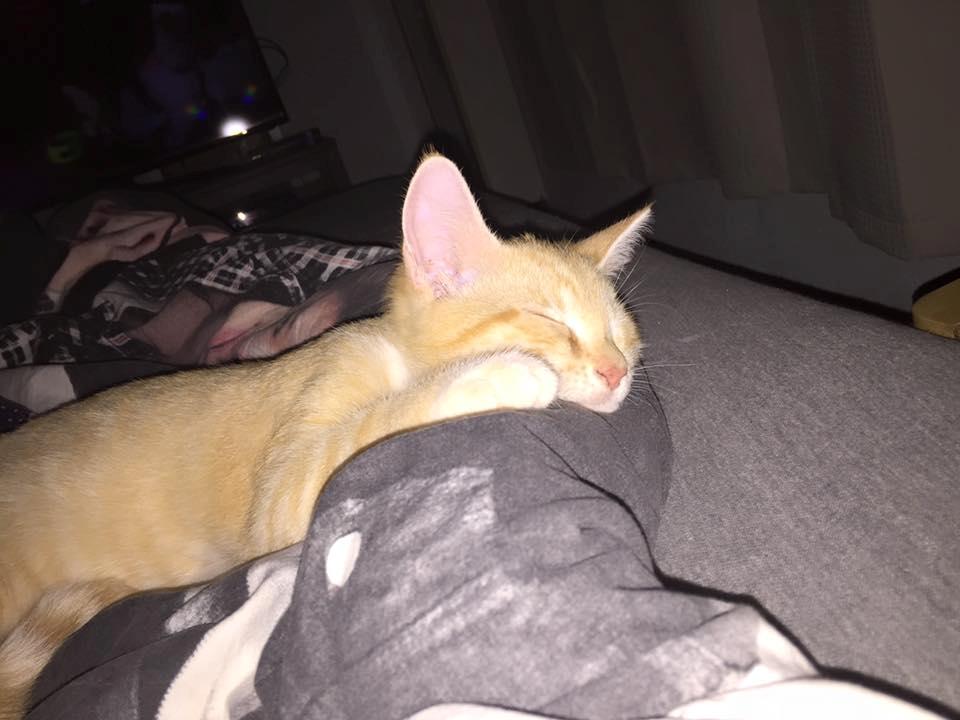 Huskat Mac billede 8