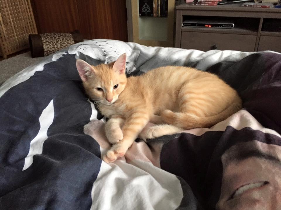 Huskat Mac billede 9