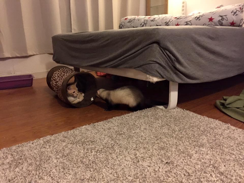 Huskat Mac billede 10