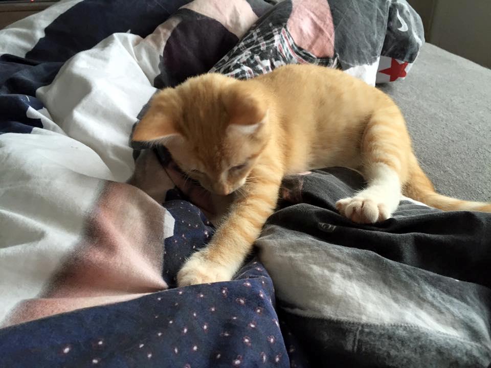 Huskat Mac billede 3