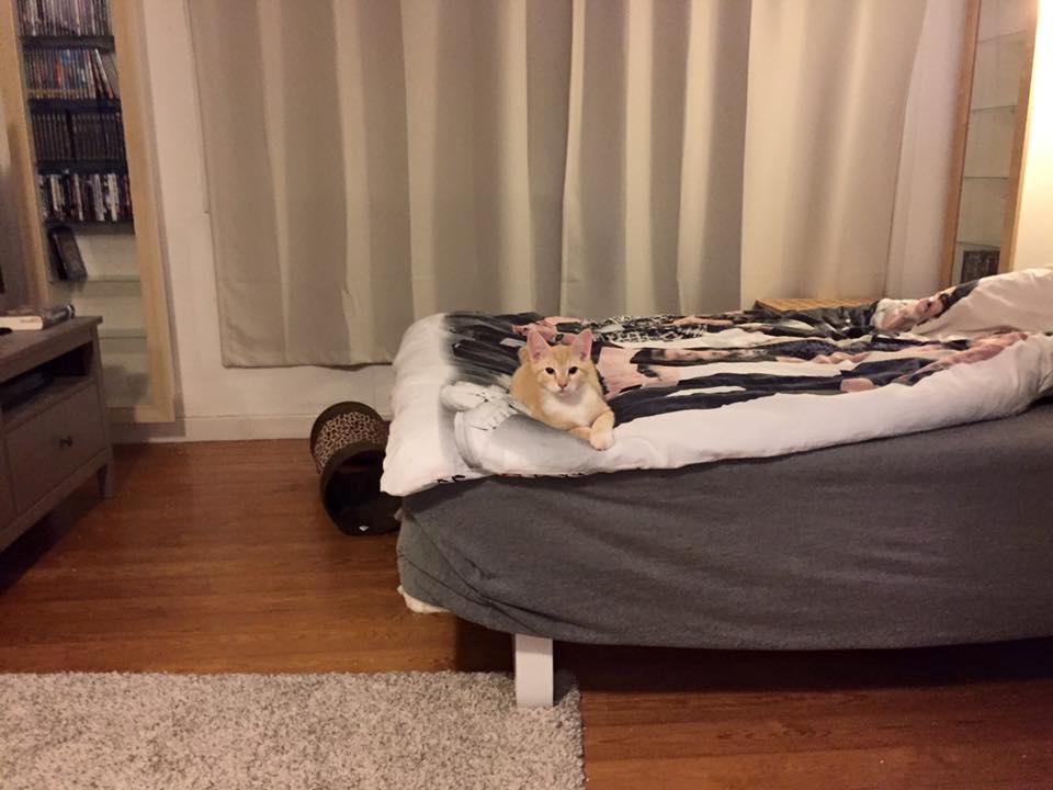 Huskat Mac billede 12