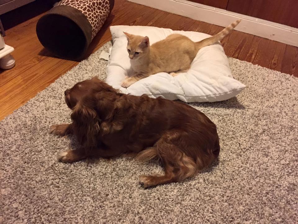 Huskat Mac billede 13