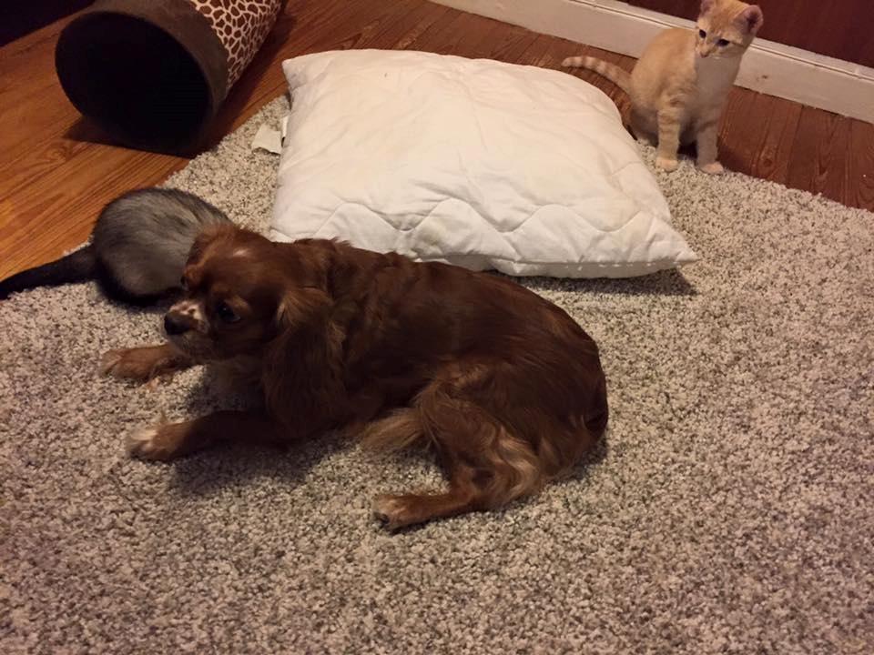 Huskat Mac billede 14