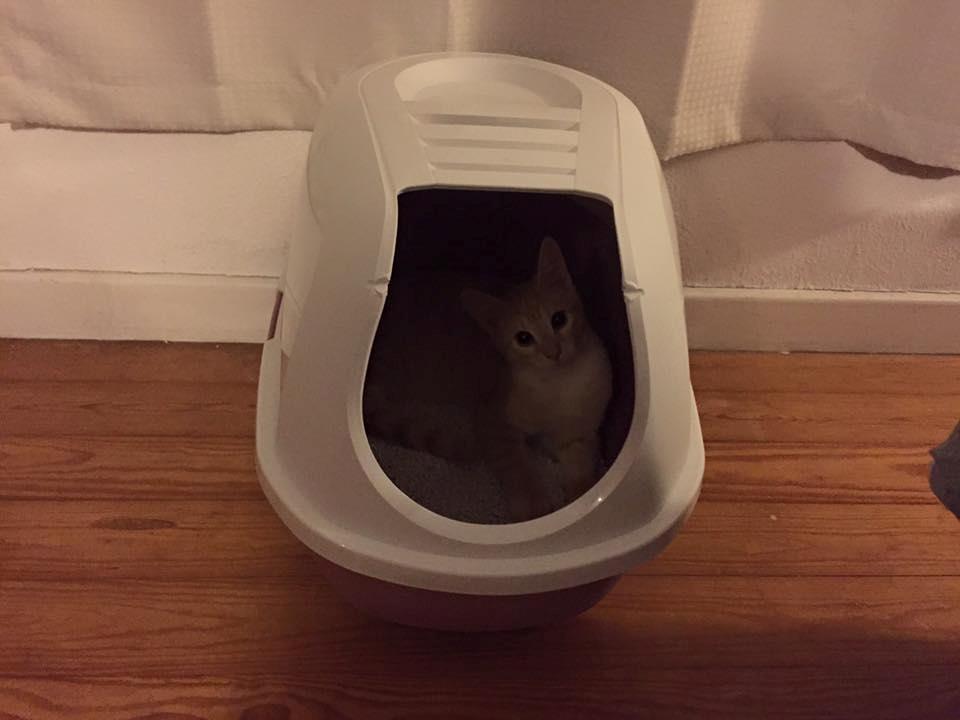 Huskat Mac billede 1