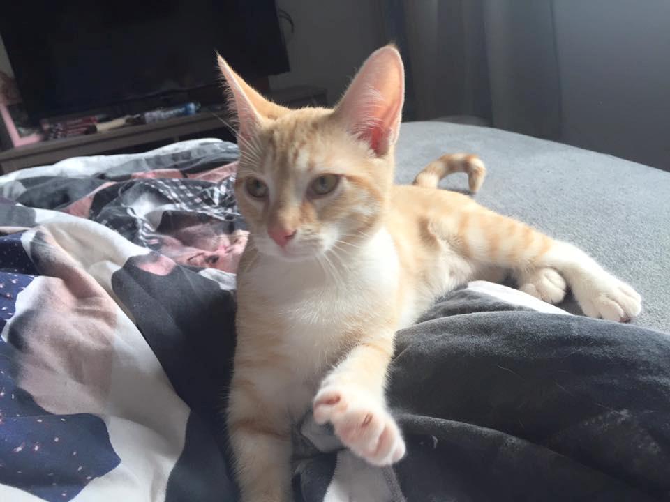 Huskat Mac billede 17