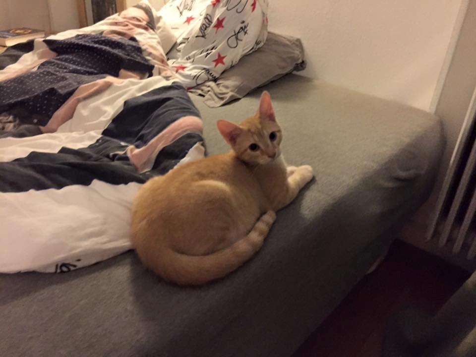 Huskat Mac billede 15