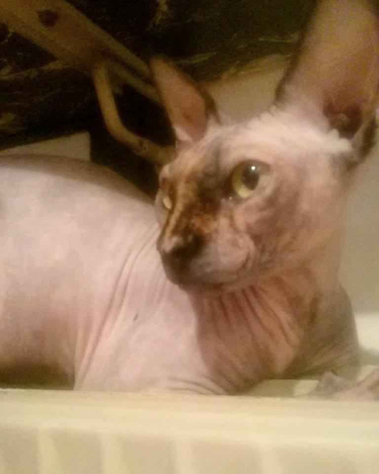 Sphynx Malou billede 2