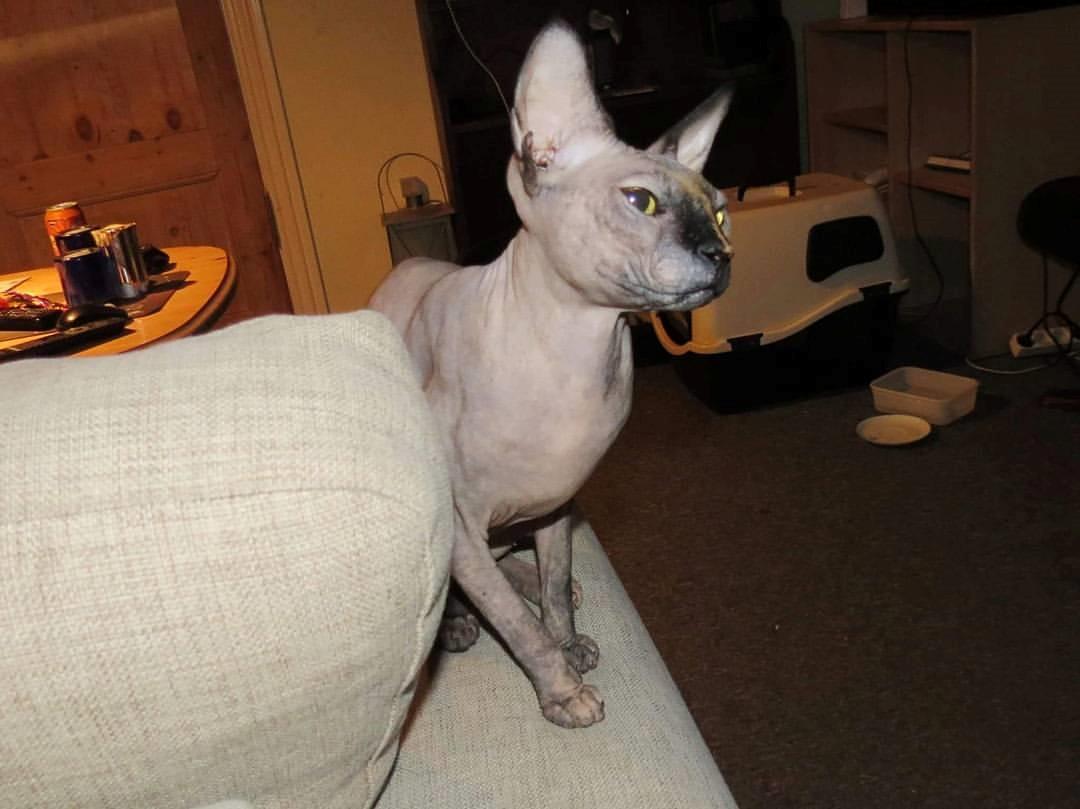 Sphynx Malou billede 6