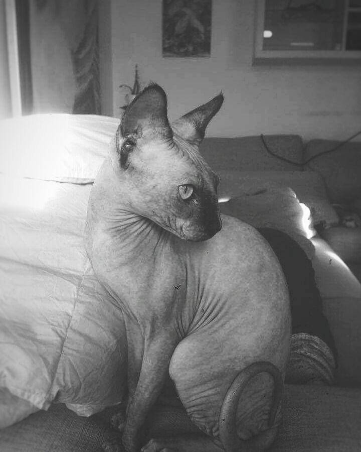 Sphynx Malou billede 7