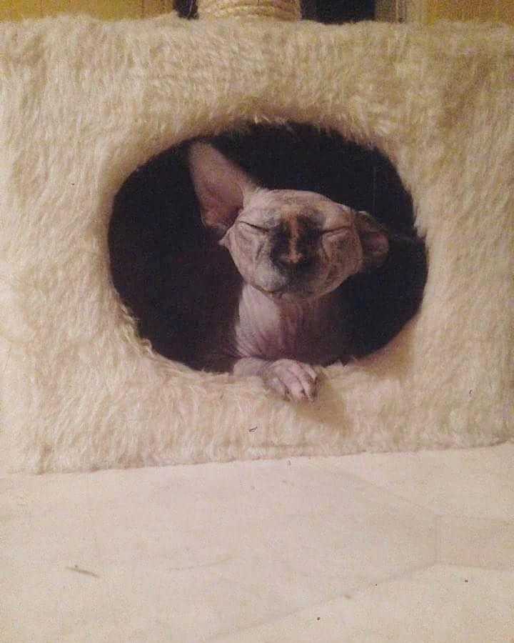 Sphynx Malou billede 8