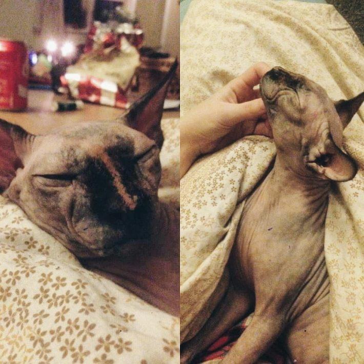 Sphynx Malou billede 4