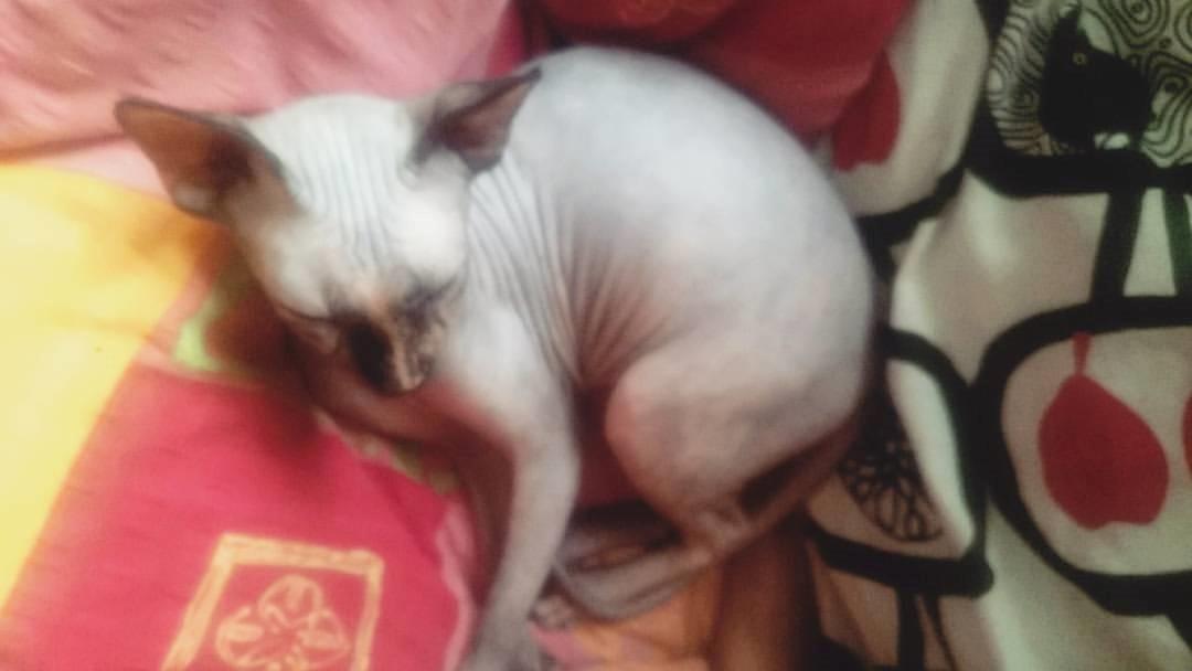 Sphynx Malou billede 9
