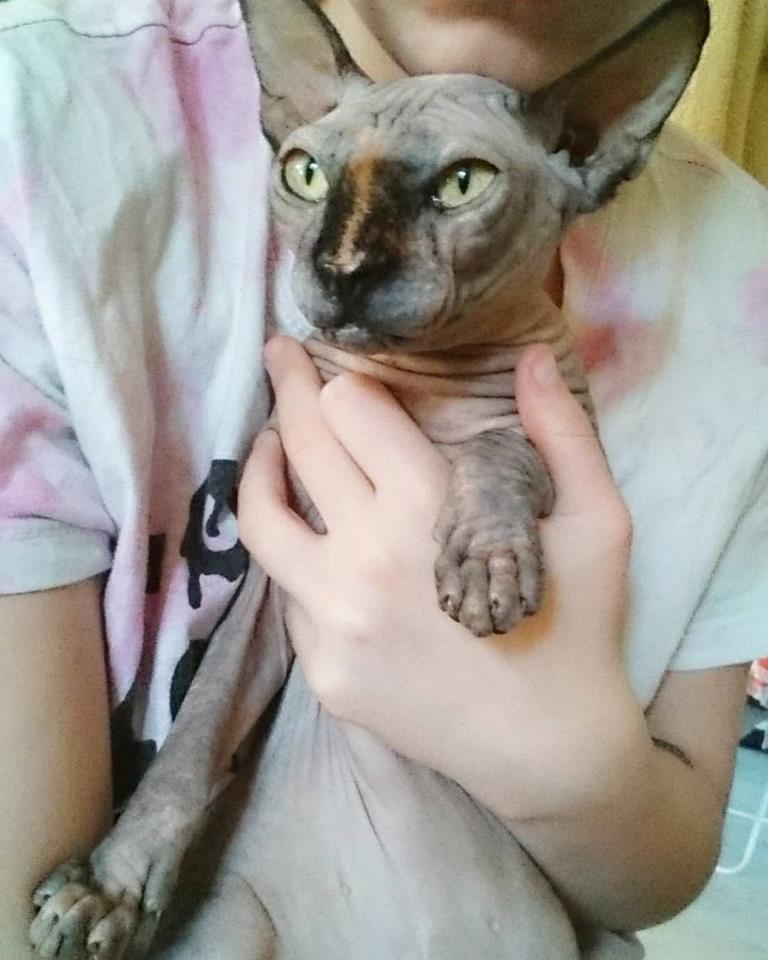 Sphynx Malou billede 1