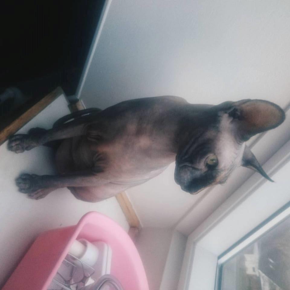 Sphynx Malou billede 3