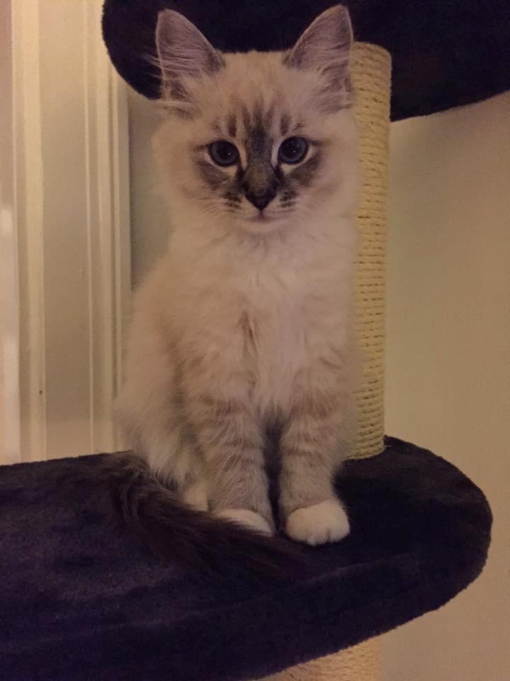 Blanding af racer Nelly billede 1