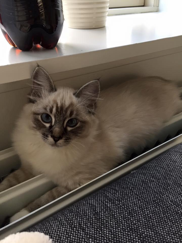 Blanding af racer Nelly billede 2