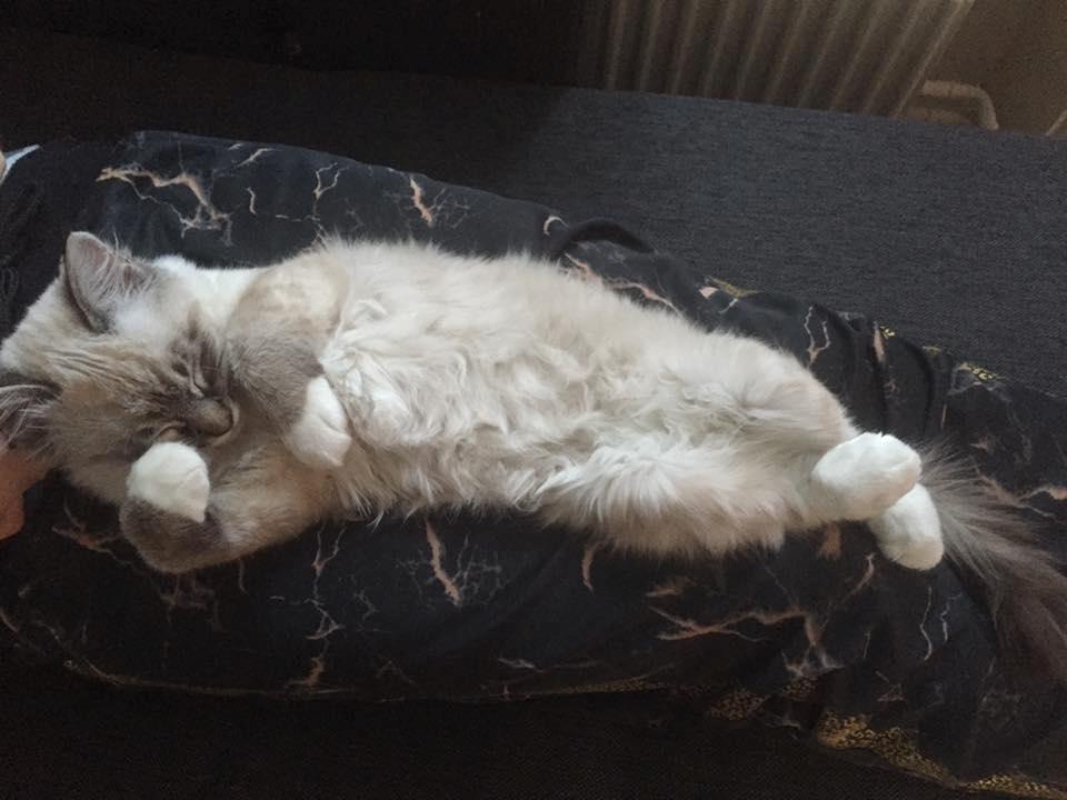 Blanding af racer Nelly billede 4