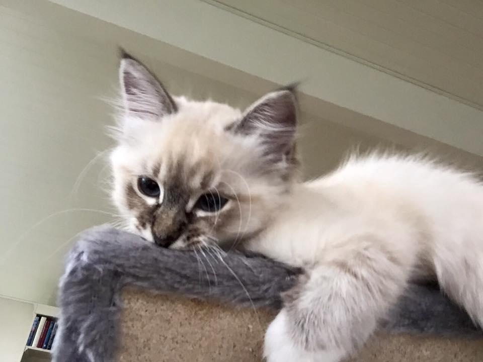 Blanding af racer Nelly billede 5