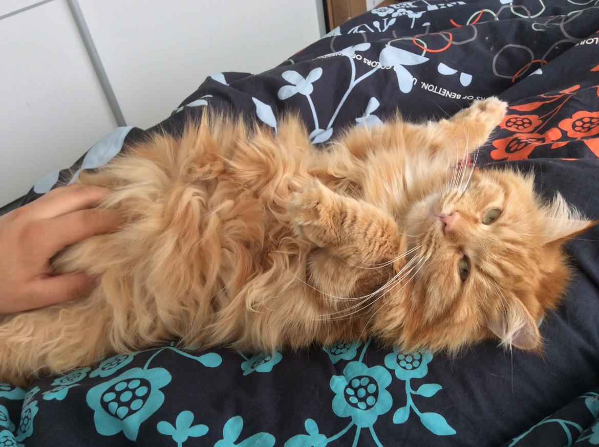 Blanding af racer Diego billede 6