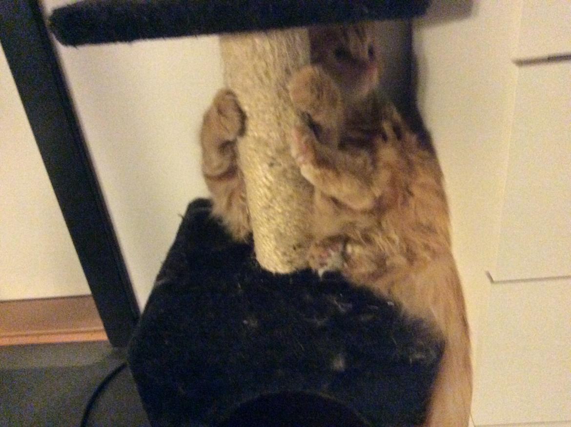 Blanding af racer Diego billede 7