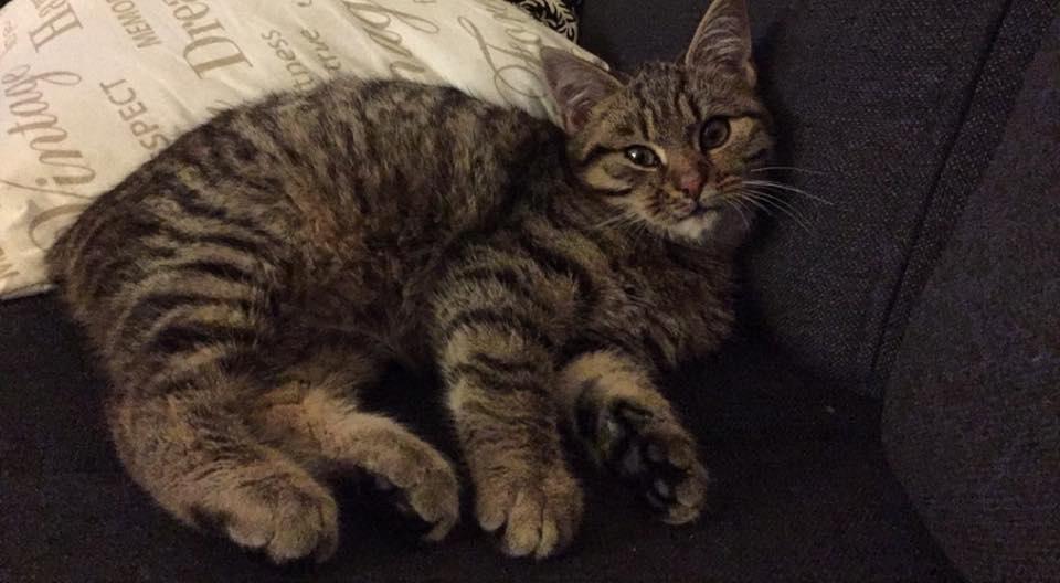 Blanding af racer Pelle Haleløs billede 1