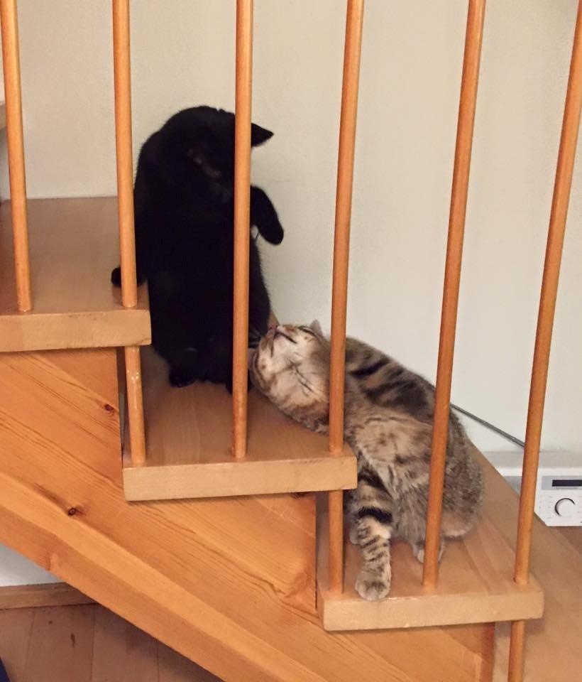 Blanding af racer Pelle Haleløs billede 2