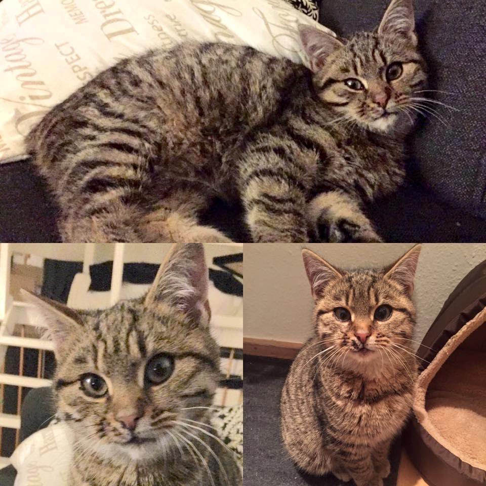 Blanding af racer Pelle Haleløs billede 4