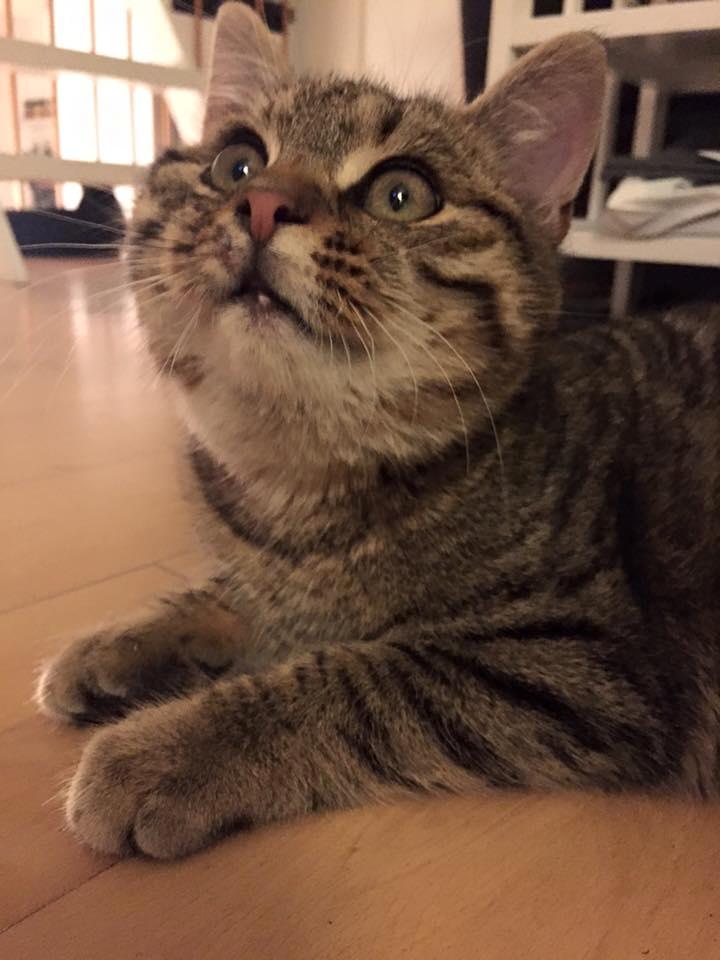 Blanding af racer Pelle Haleløs billede 5