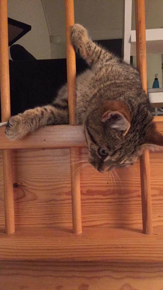 Blanding af racer Pelle Haleløs billede 6